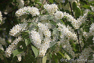 White cherry blossoms in spring Stock Photo